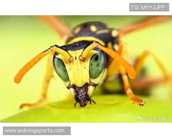 黄蜂生态与行为研究：从生物学特征到对生态系统的影响分析